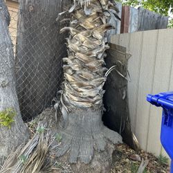 FREE PALM TREE