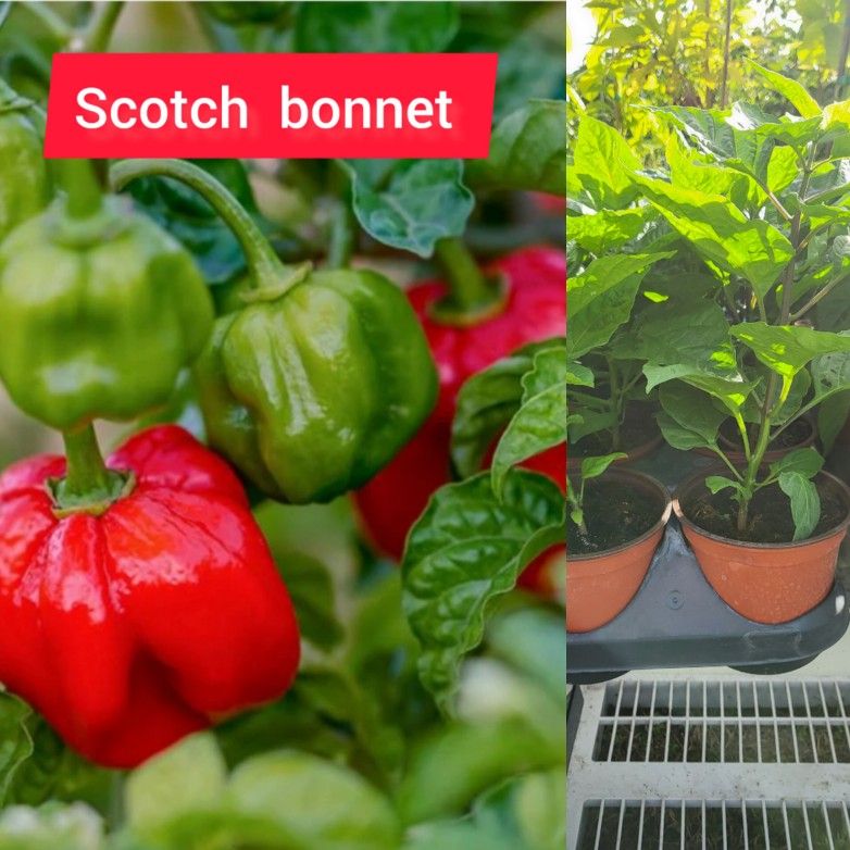 Scotch Bonnet Plant 🪴3gal