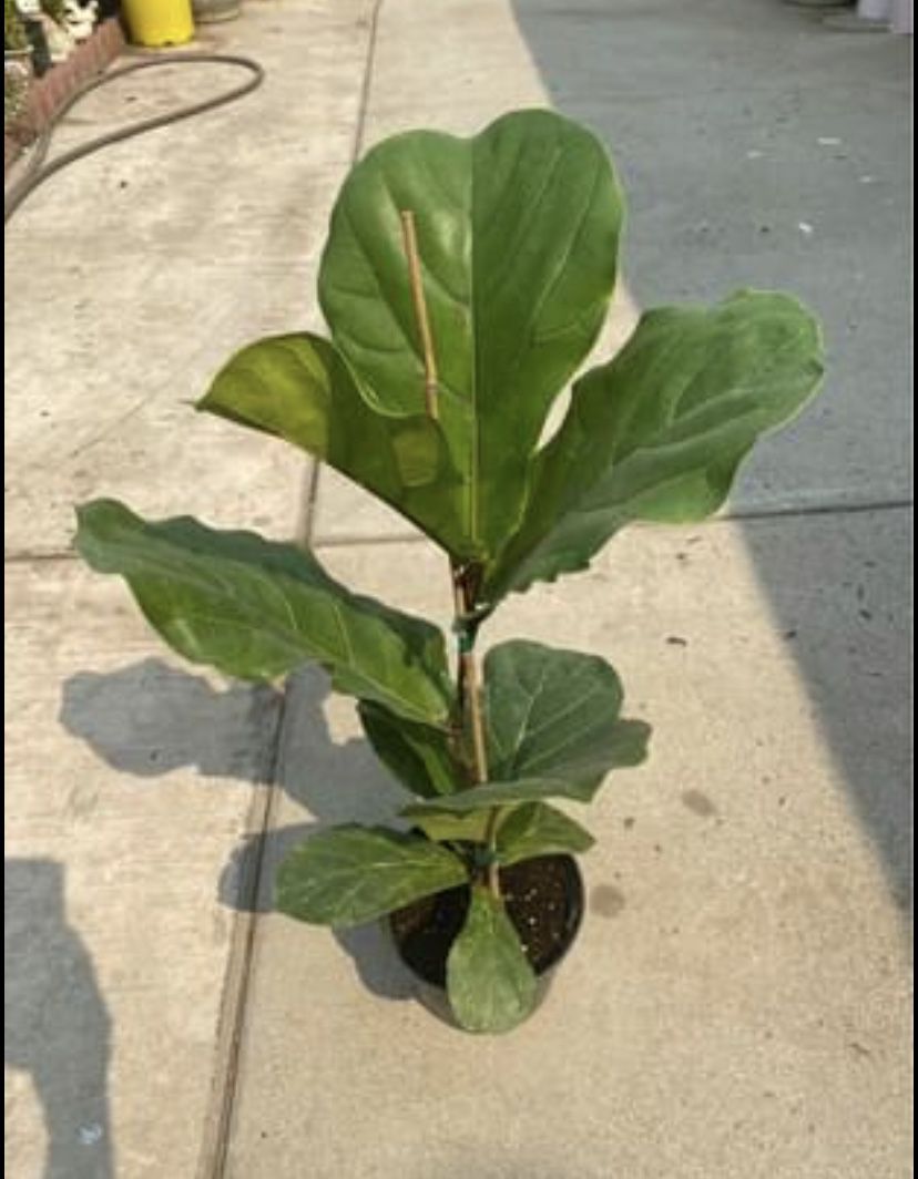 Fiddle leaf fig plant 🌱 indoor & outdoor, 2 feet tall