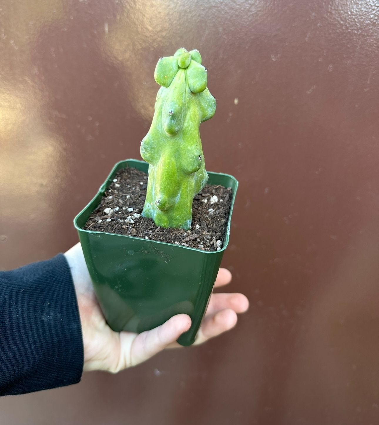 4” Bobbie Cactus