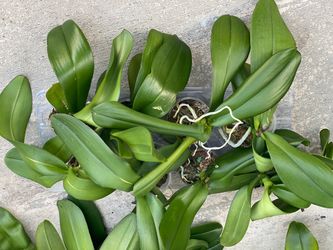 Phalaenopsis orchid plants