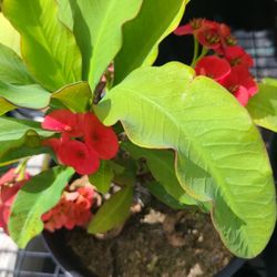 crowns of christ big flower red and beige