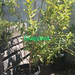 Arbolitos De Guayava Guava Trees