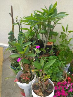 Plantas