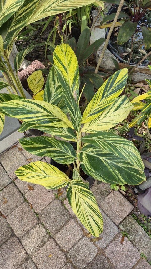 Variegated Shell Ginger Plant 