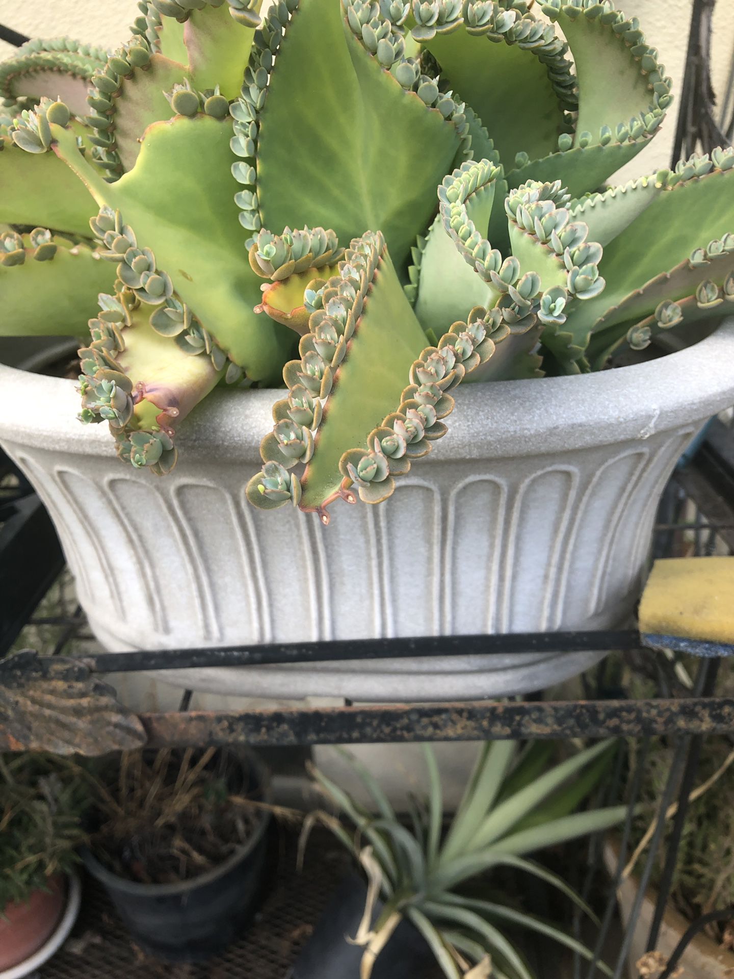 Mother of thousands potted plant