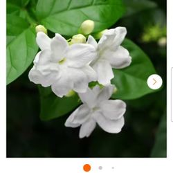 Jasmine Plants