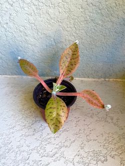 Kalanchoe  Gastonis  plant