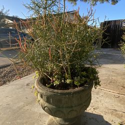 2 Plants In One Pot “Pencil Cactus/ Elephant Food”