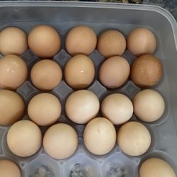 Organic Eggs 
