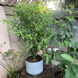 Night Blooming Jasmine Flowers Plants ( Night Queens)