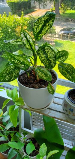 Plant