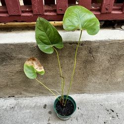 Anthurium Decipiens 4” Live Plant