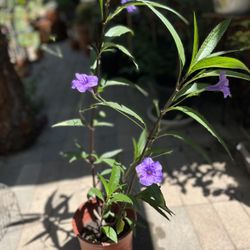 Mexican Petunia Shrub