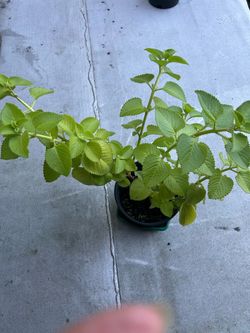Cuban Oregano (Orégano Cubano/Poleo) Live Plant