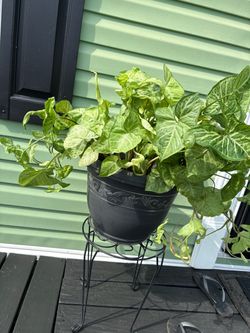 Plant n stand (35)