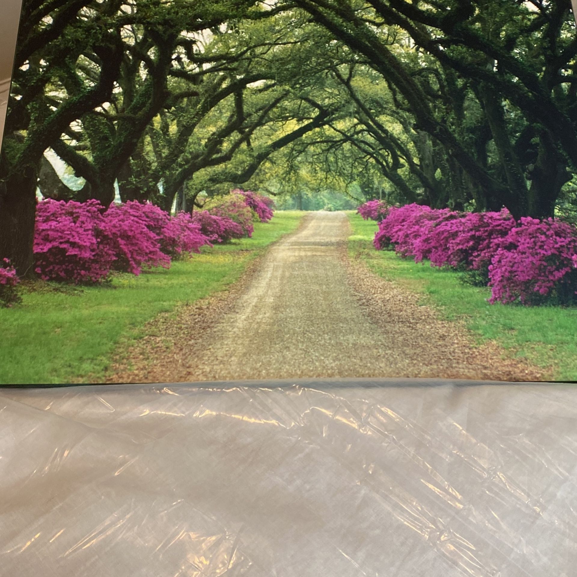 Savannah Stroll Picture 