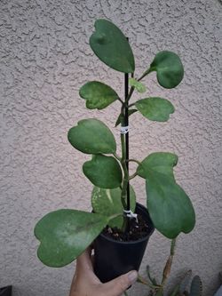 Hoya Kerri "Sweetheart " Plant $25