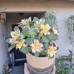 Aeonium Kiwi Succulent Plant $20