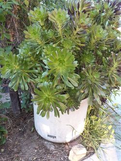 Succulent in a 25 gallon container