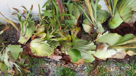 Staghorn ferns