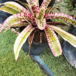 Hypnotic Bromeliad – Eye-Catching Tropical Plant in 8” Pot 🌿