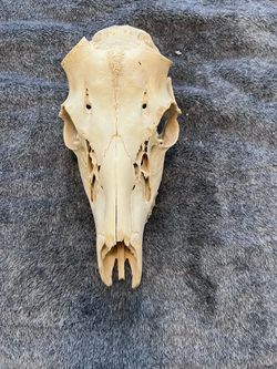 Real Whitetail Deer Skull 11” Cleaned Bone Taxidermy Oddity Rustic Decor