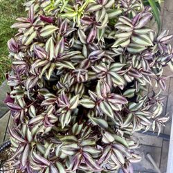 Tradescantia Zebrina Plant