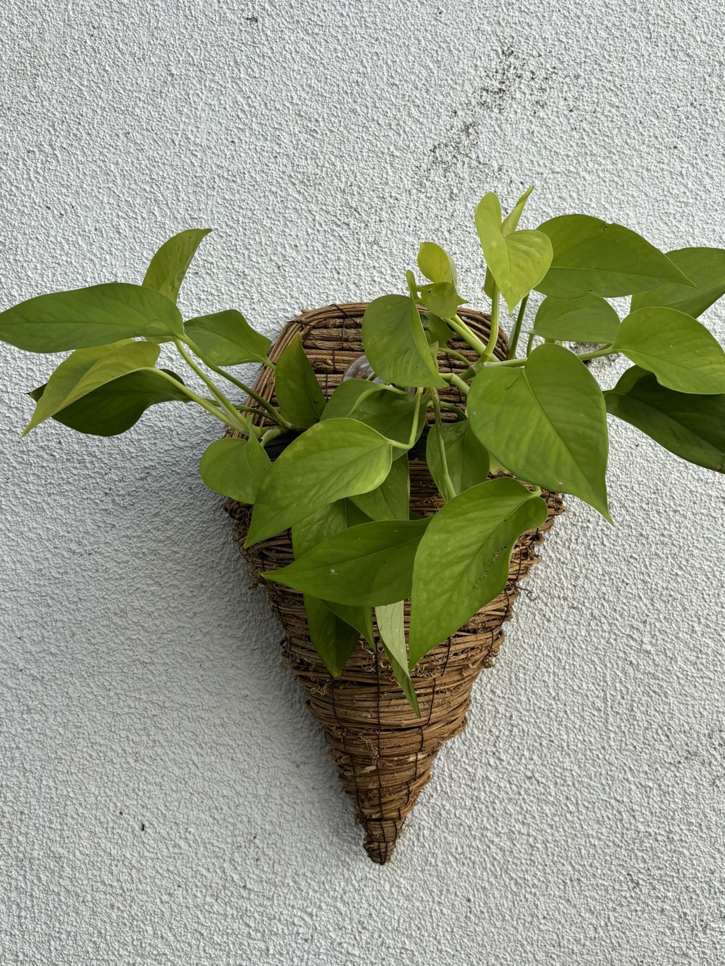 Plants Plants And More Plants 🪴