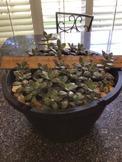 X Graptosedium Bronze