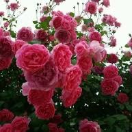 Rare European, Japan rose plants :       Princess Alexandra of Kent