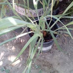 🌿Tea Plant (Lemon Grass)