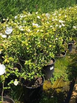 ‘White Chiffon’ Hardy hibiscus bushes —