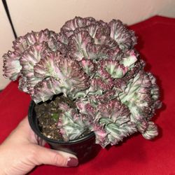 Mermaid Tail Cactus.. purple,red And Pink 