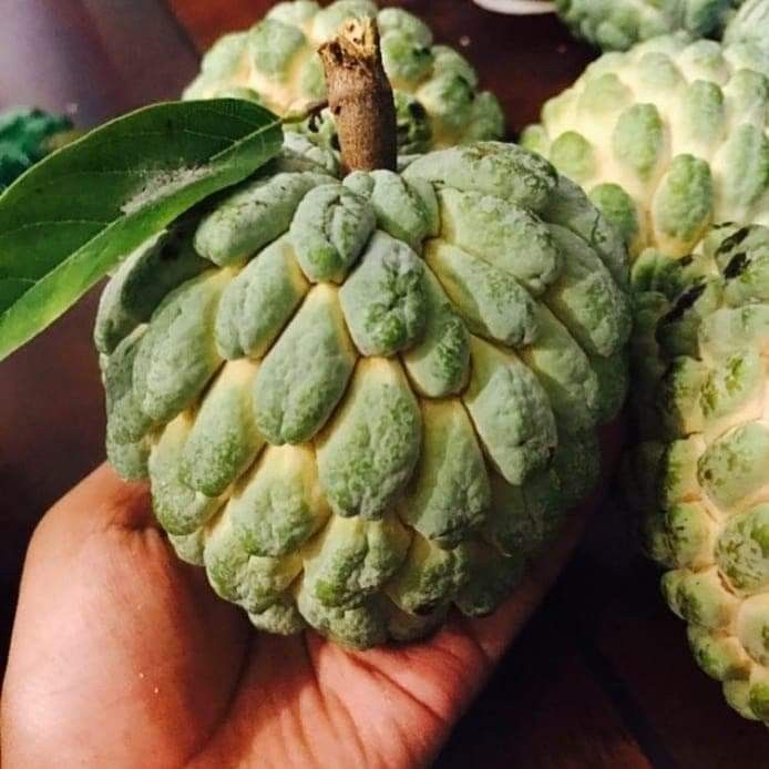 sugar Apple Airlayered Trees 🌳 3gal Arboles de Anon 3gal Injertados
