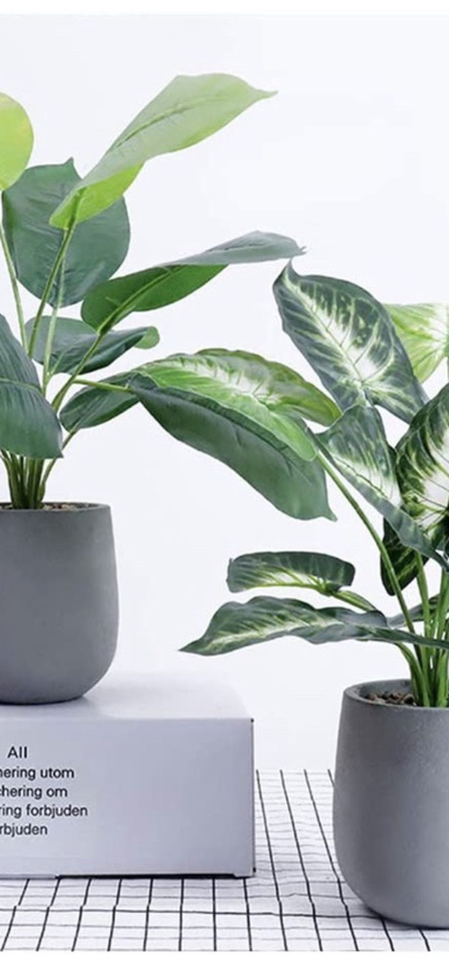 Monstera With Pot