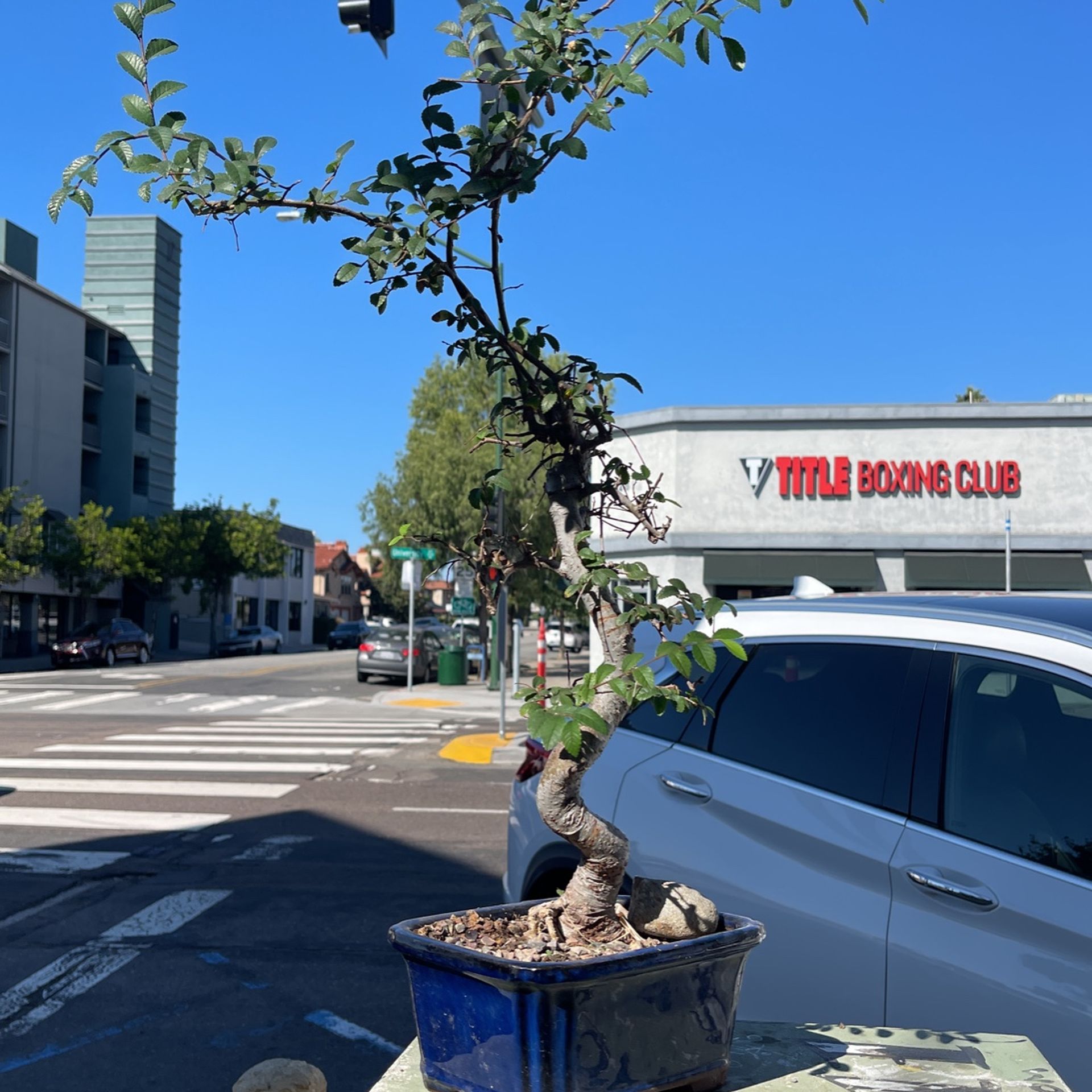 Chinese Elm Bonsai Tree 28 Years Old Come With A Blue Pot