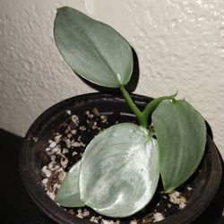 Philodendron Silver Sword Plant 