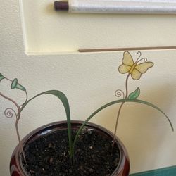 Young Clivia plant