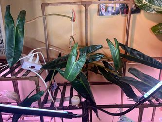 Philodendron billietiae