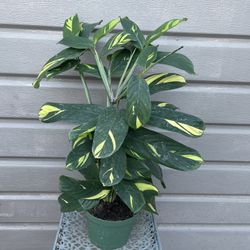 6” Calathea Never