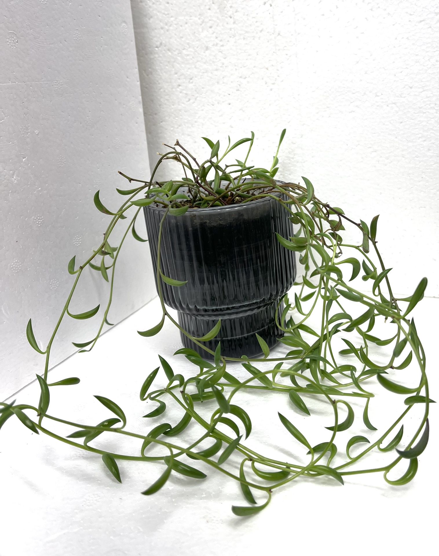 Succulent String Of Banana House Plant In 4”H Pot.