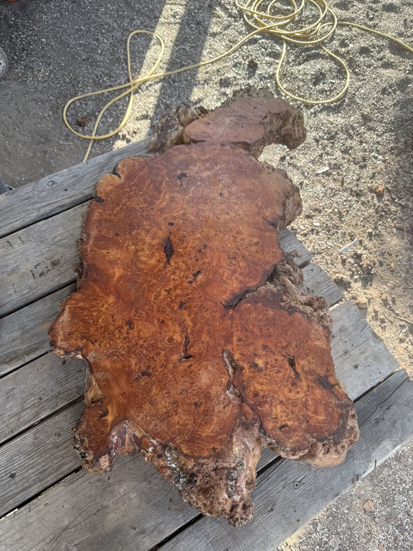 Maple Burl