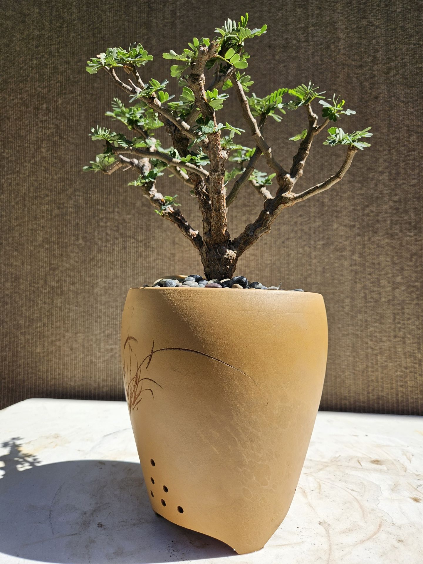 Tamarind (Tamarindus indica) Bonsai Tree