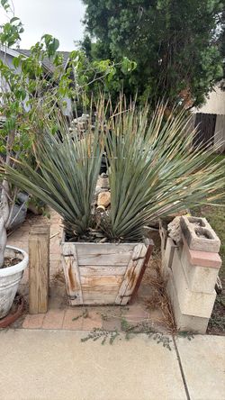 Large Yucca Plant in Wooden Planter Box