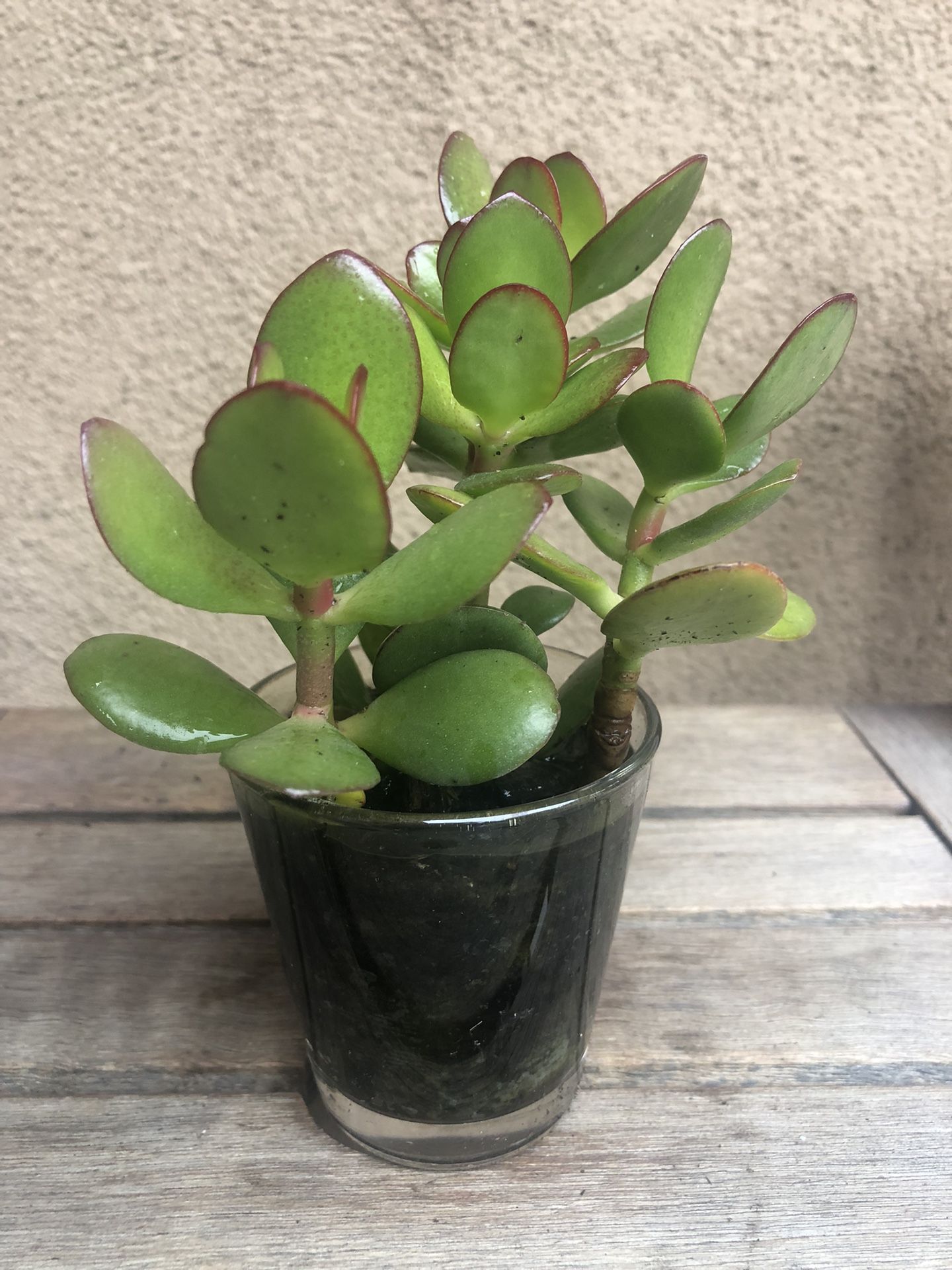 Jade Succulent Plant In Glass Pot 