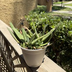 Mother In Law ‘s Tongue Plant