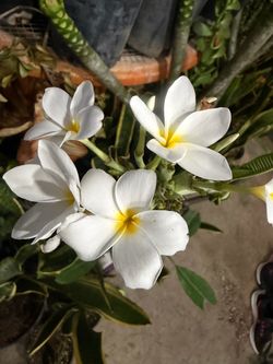 Plumeria