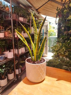 Snake Plant