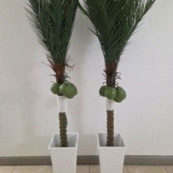 PAIR of 7ft Faux Coconut Palms In 24in White Square Resin Planters (2 for $130) @ Lasting Creations